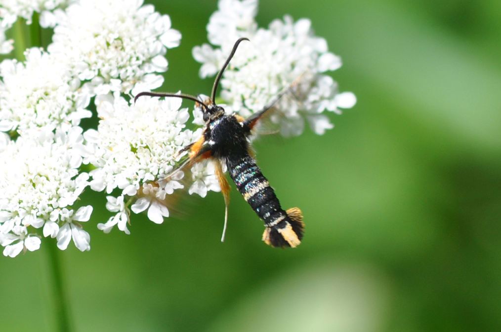 Altra Sisiidae da ID